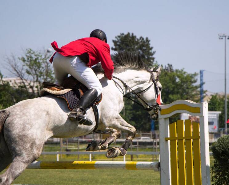 Tipos de galope del caballo y reglas de equitación