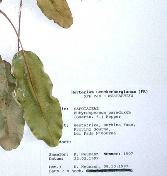 Herbario: tipos, características de la recolección de plantas y opciones de diseño