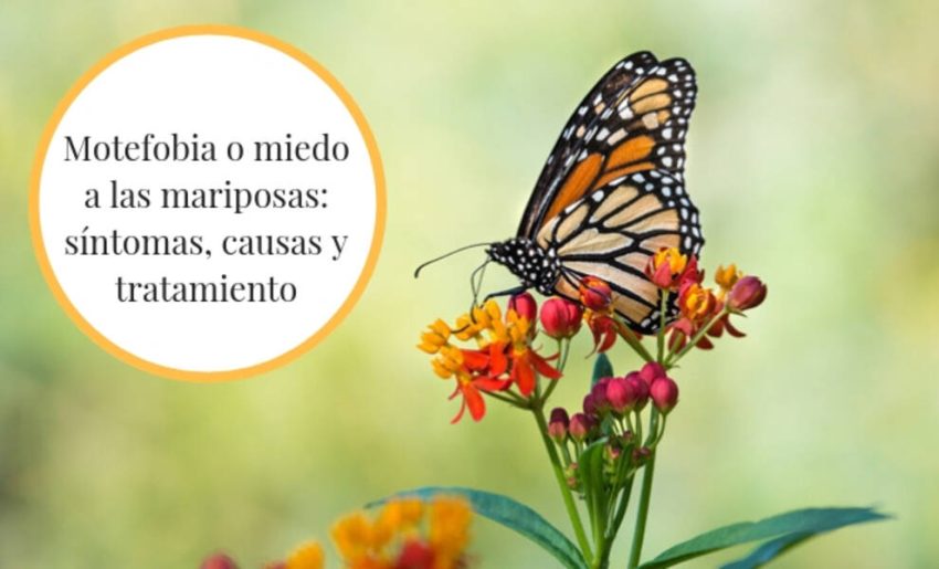 Miedo a los insectos: causas, síntomas y tratamiento