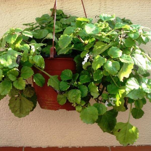 Árbol del dinero: qué es y cómo plantarlo correctamente, para que fluya el dinero?