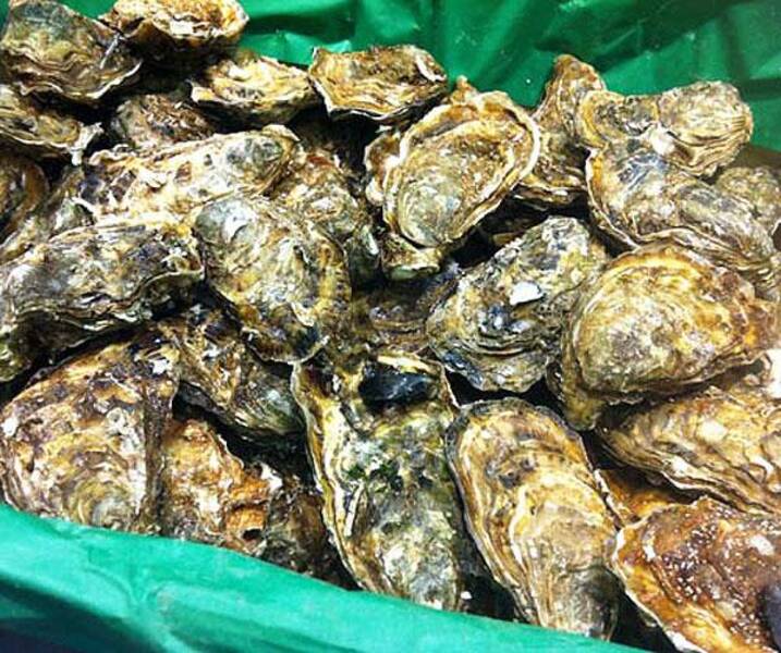 Cómo conservar correctamente las ostras?