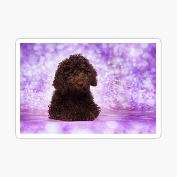 Aqua maquillaje con la imagen de un perro