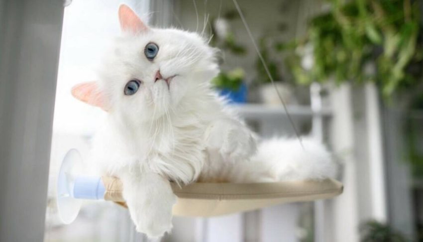 Cómo llamar a un gato y a una gata de color blanco?