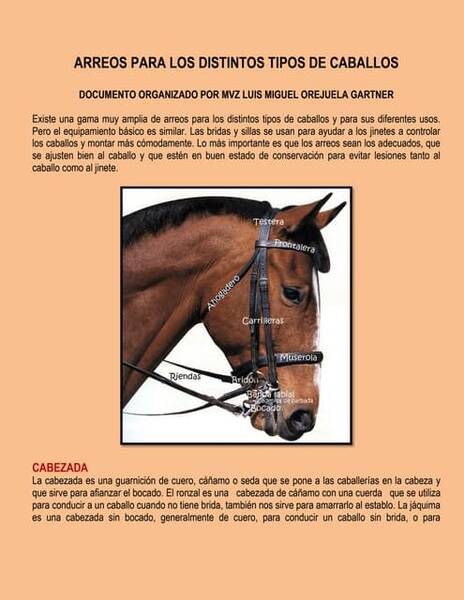 Variedades y características del caballo de carreras