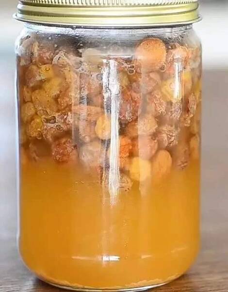 Conservación de la levadura