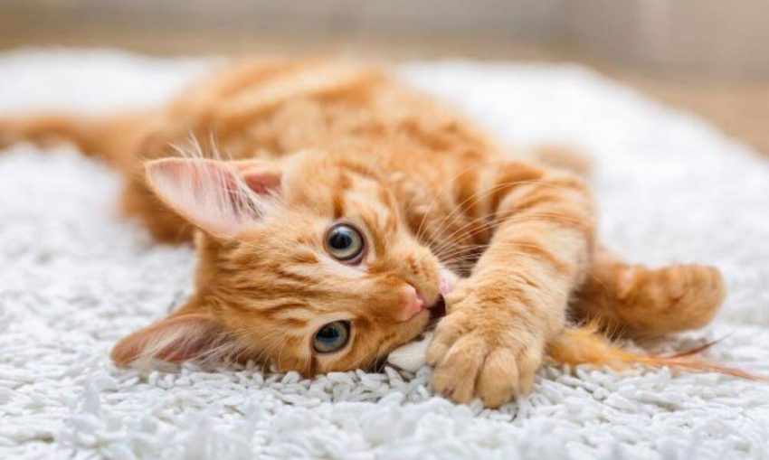 Lista de nombres rusos para gatos y gatas