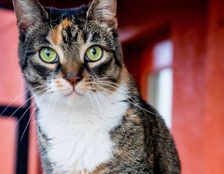 Cómo poner nombre a un gato y a una gata de color rojo?